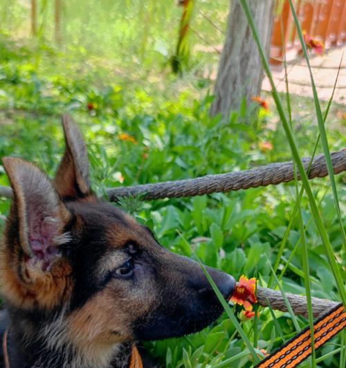 德牧配种后下奶时间及影响因素分析｜实用指南