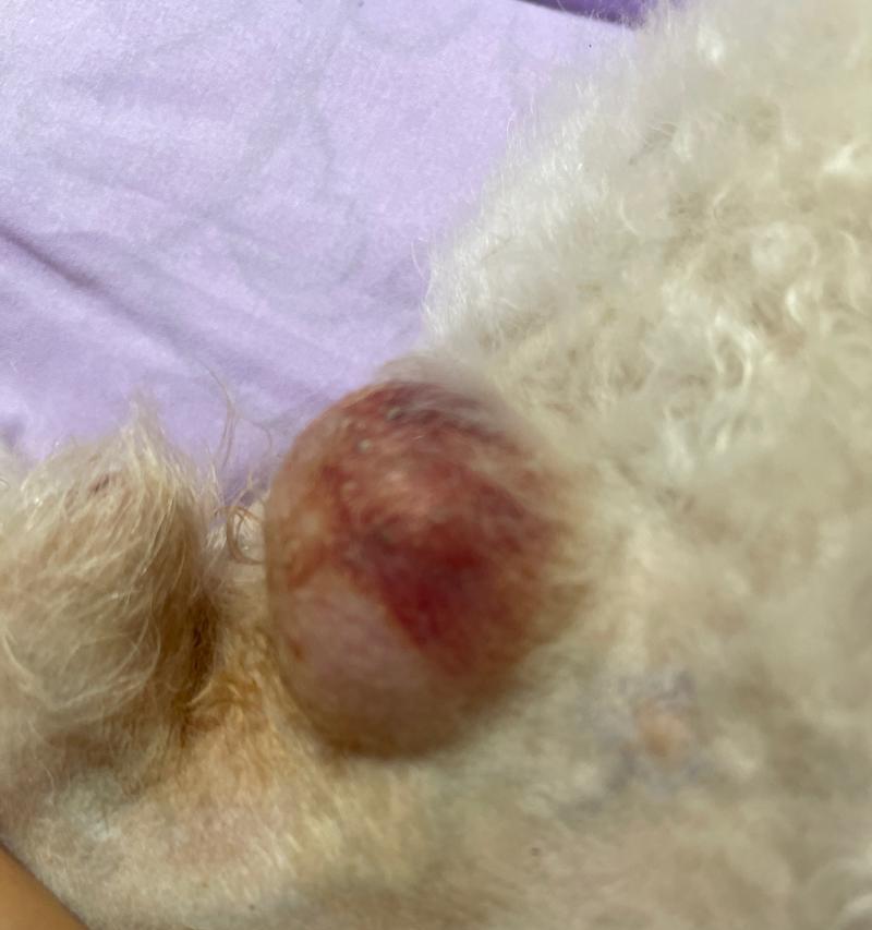 狗脐疝康复时间及治疗全攻略