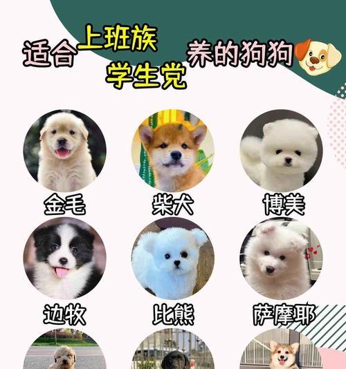 贵宾犬成长周期与养育要点全攻略