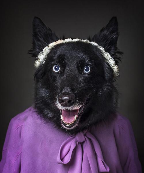 探索黑毛犬的世界品种特点全攻略 探索黑毛犬的世界品种特点全攻略