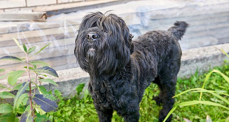 探索黑毛犬的世界品种特点全攻略 探索黑毛犬的世界品种特点全攻略