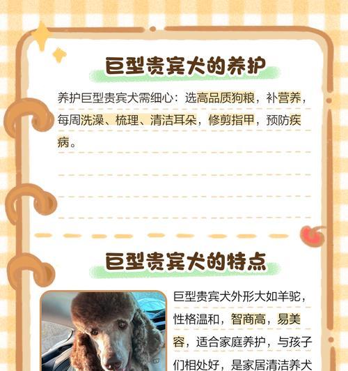 贵宾犬成长周期与养育要点全攻略