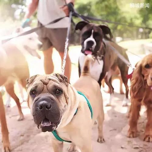 新加坡(新加坡出台新规保护狗狗福利,关注狗狗权益) 新加坡(新加坡出台新规保护狗狗福利,关注狗狗权益)