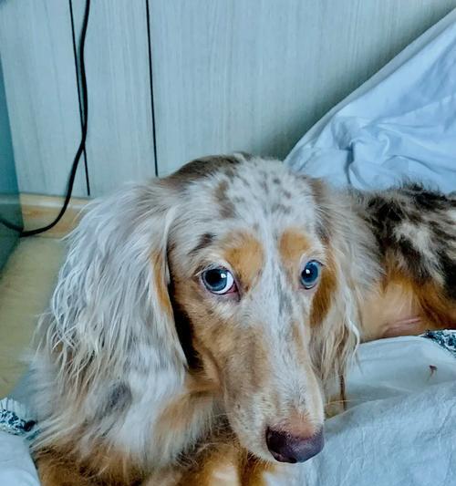 新加坡保护狗狗福利新规解读｜全面指南