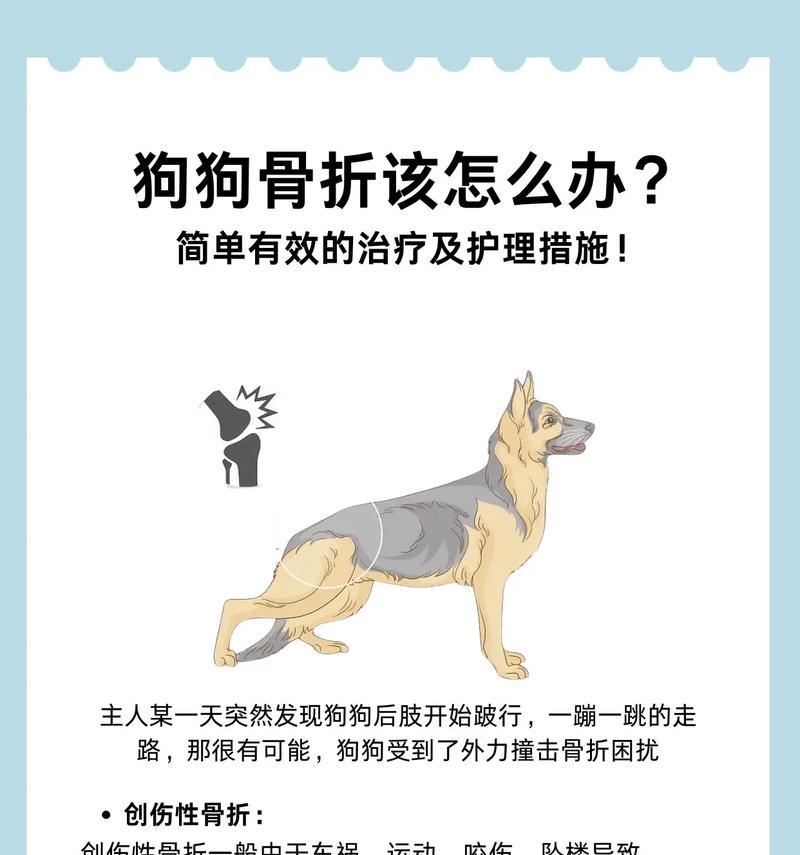 成年狗后腿骨裂恢复全攻略