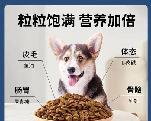 狗狗饮食需求与换粮时机全攻略 狗狗饮食需求与换粮时机全攻略