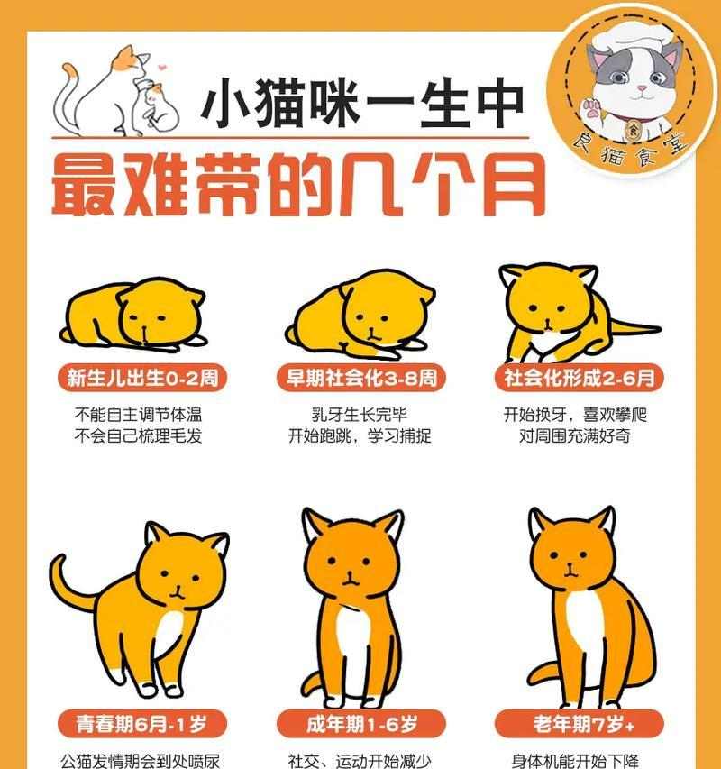 养猫须知：猫咪健康知识全攻略