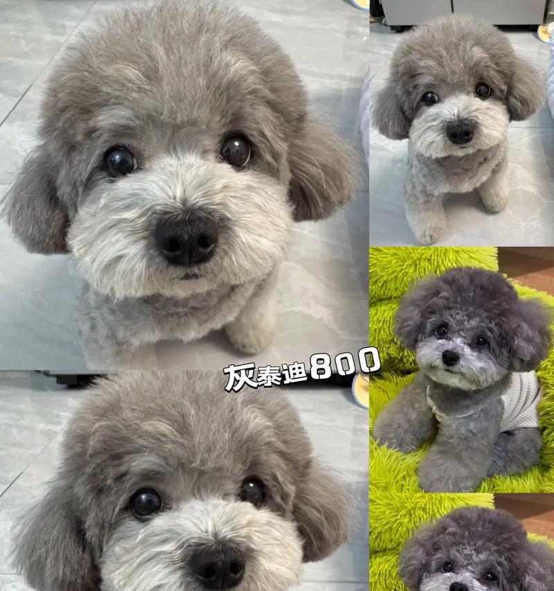 泰迪幼犬断奶期喂养指南｜健康保持全攻略