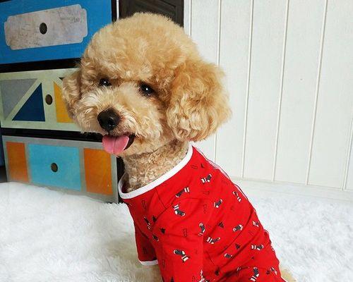 泰迪幼犬断奶期喂养指南｜健康保持全攻略