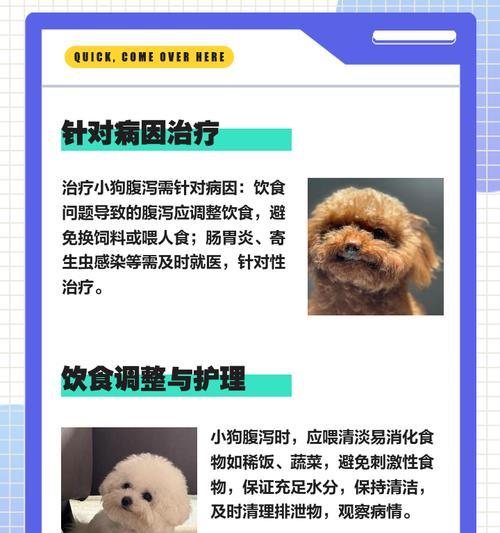 小狗拉肚子多久能好｜恢复时间与护理全攻略