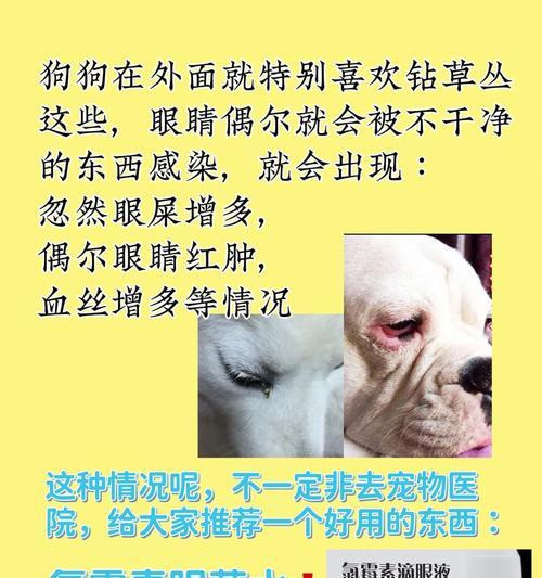 宠物狗常见重疾病预防全攻略 宠物狗常见重疾病预防全攻略
