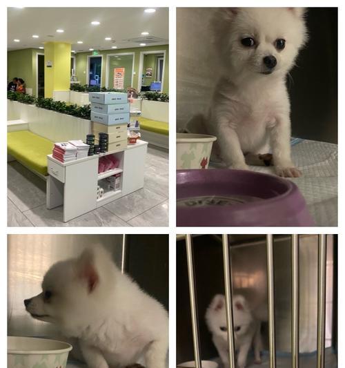 宠物狗常见重疾病预防全攻略 宠物狗常见重疾病预防全攻略