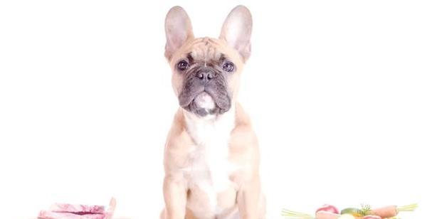 宠物狗常见重疾病预防全攻略 宠物狗常见重疾病预防全攻略