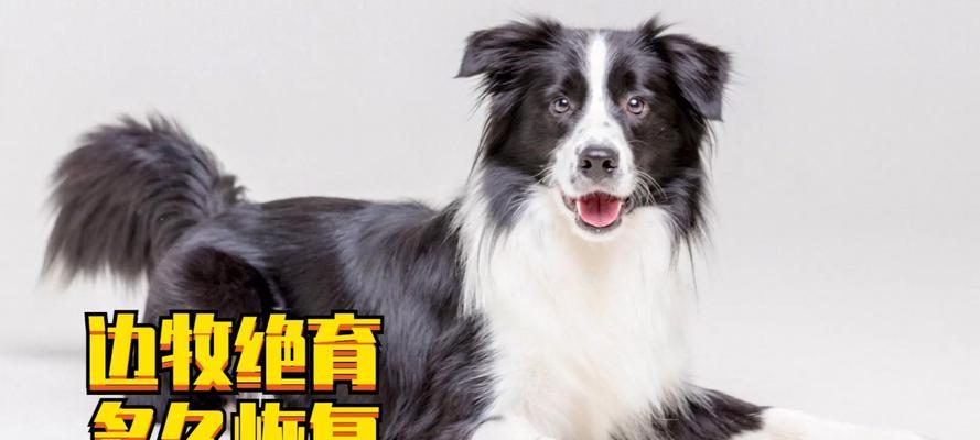 母犬绝育最佳时机全攻略