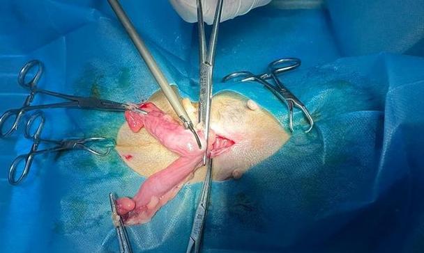 母犬绝育最佳时机全攻略