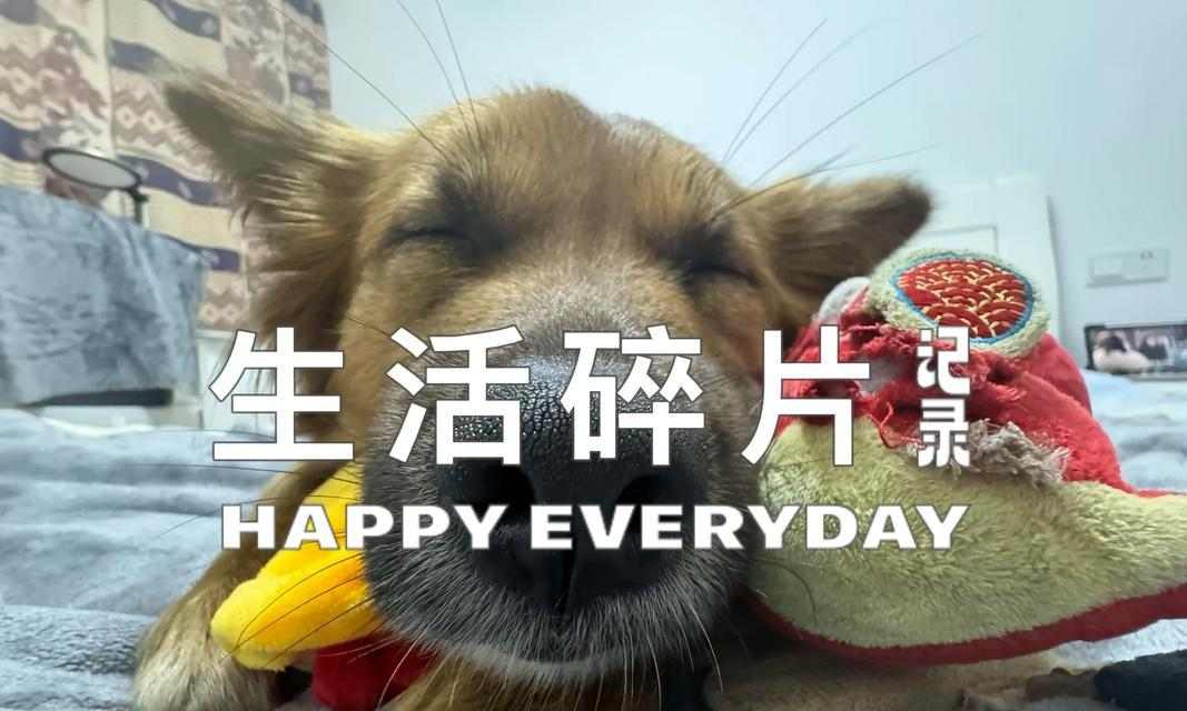 狗狗洗澡最佳时间和频率全攻略 狗狗洗澡最佳时间和频率全攻略