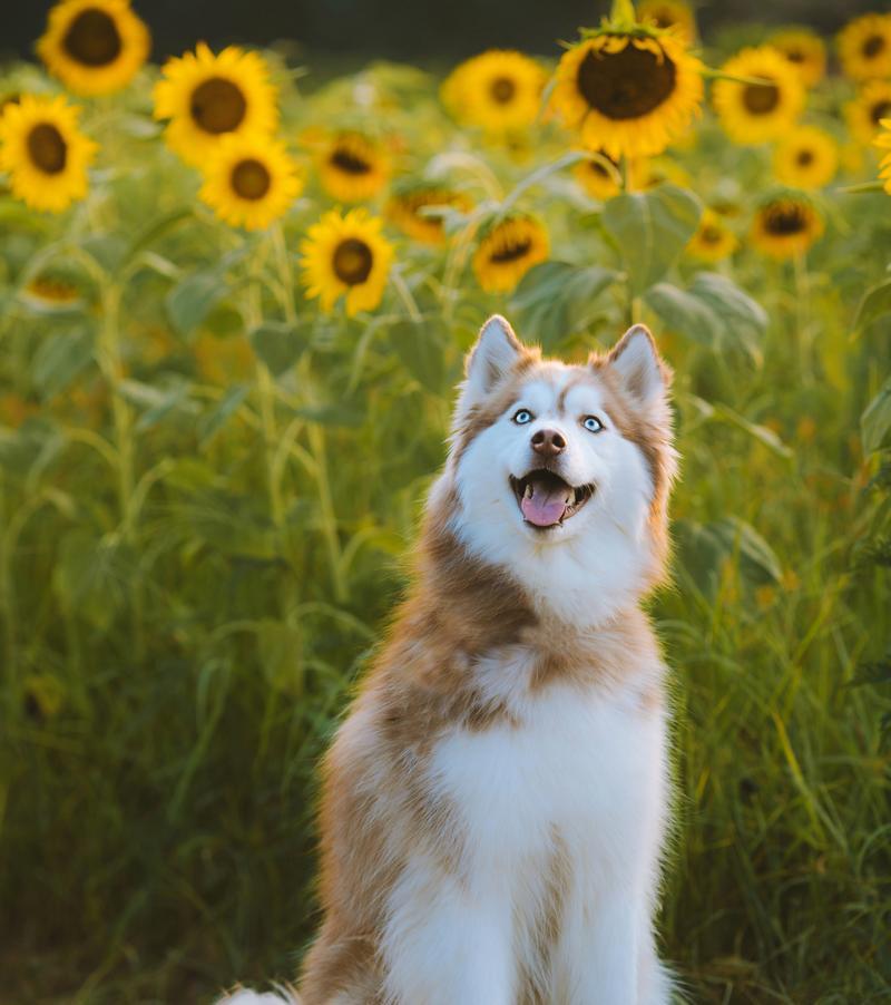 狗狗洗澡最佳时间和频率全攻略 狗狗洗澡最佳时间和频率全攻略