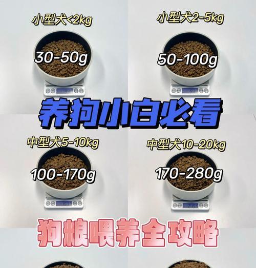 科学喂养6个月大狗狗全攻略