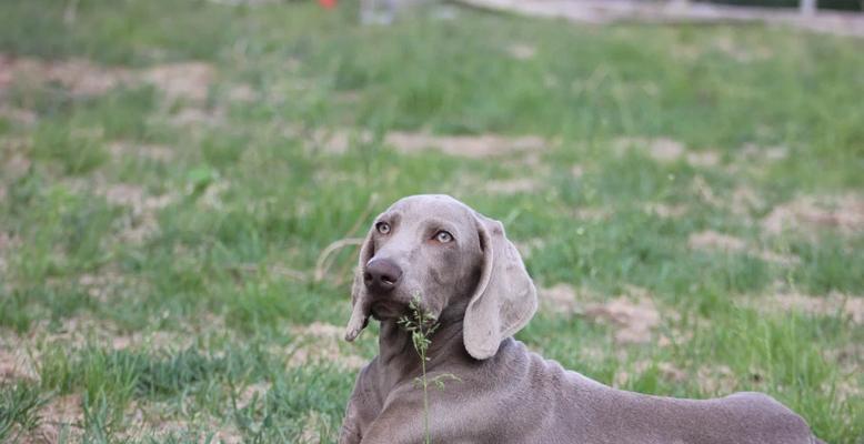 科学喂养6个月大狗狗全攻略