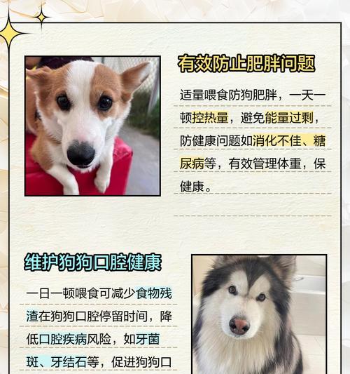 科学喂养6个月大狗狗全攻略