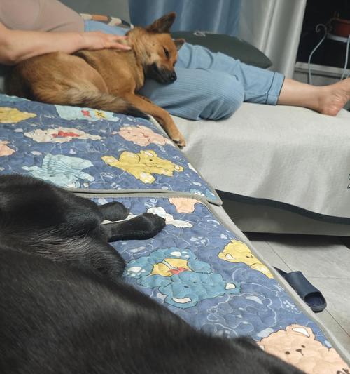 狗狗洗澡最佳时间和频率全攻略 狗狗洗澡最佳时间和频率全攻略