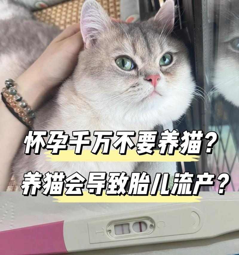 猫咪怀孕多久容易流产全攻略