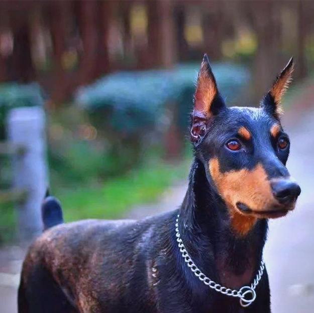 狗狗断尾方法及优劣比较全攻略