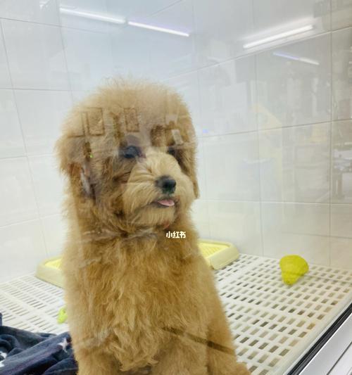 新加坡狗狗福利新规解读｜全面保护与关爱指南