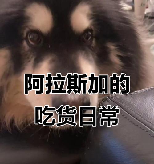阿拉斯加骨头美食全攻略 阿拉斯加骨头美食全攻略