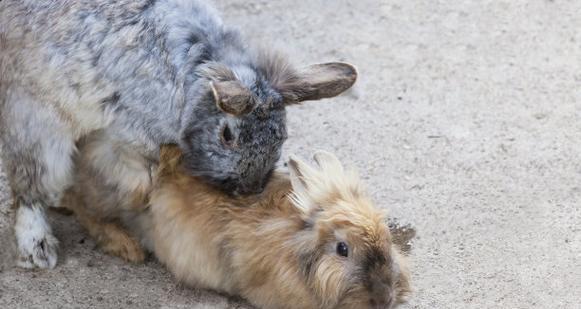 兔子流产多久配种全攻略 兔子流产多久配种全攻略