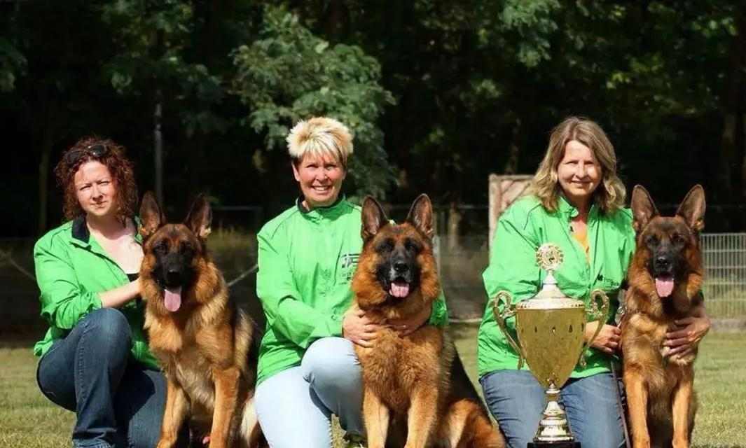 德牧配完下奶时间及影响因素全攻略 德牧配完下奶时间及影响因素全攻略