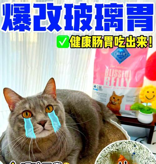 猫咪吐没消化猫粮原因及解决方法全攻略