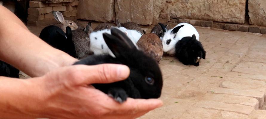 兔子流产多久配种全攻略 兔子流产多久配种全攻略