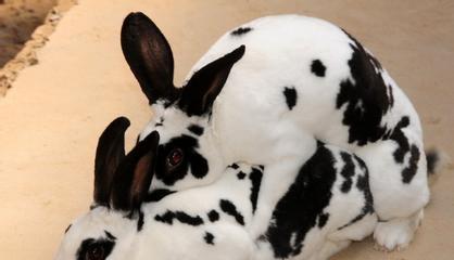 兔子流产多久配种全攻略 兔子流产多久配种全攻略