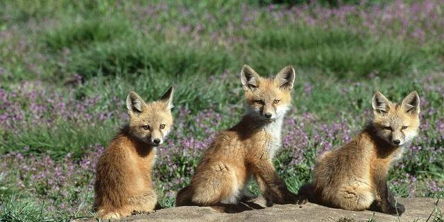 探索安哥拉猫的神秘世界全攻略 探索安哥拉猫的神秘世界全攻略