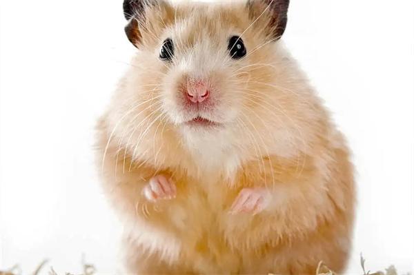 仓鼠打喷嚏一抽一抽的怎么办? 仓鼠打喷嚏一抽一抽的怎么办?