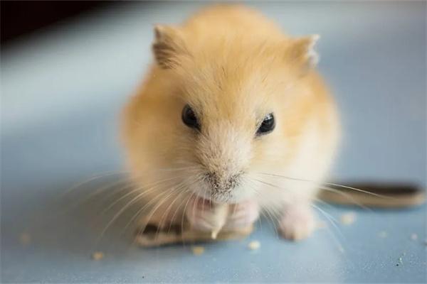 仓鼠打喷嚏怎么办? 仓鼠打喷嚏怎么办?