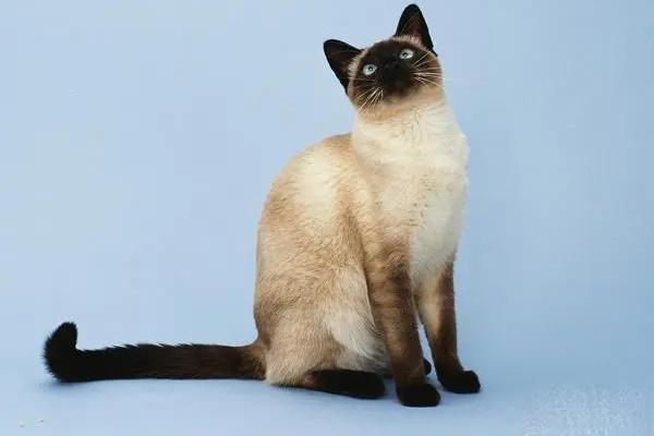 暹罗猫的优缺点分别有哪些? 暹罗猫的优缺点分别有哪些?