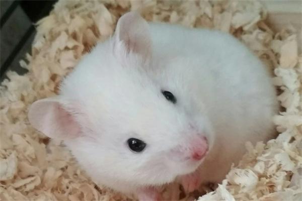 仓鼠打喷嚏的原因 仓鼠打喷嚏的原因