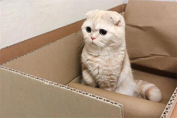 猫咪缺钙会怎么样? 猫咪缺钙会怎么样?