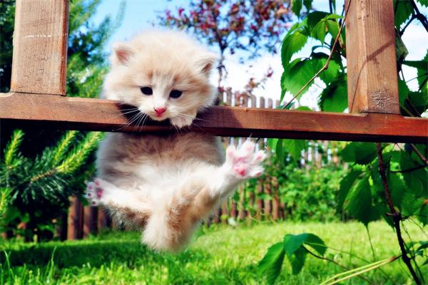 猫咪为什么喜欢抱大腿? 猫咪为什么喜欢抱大腿?