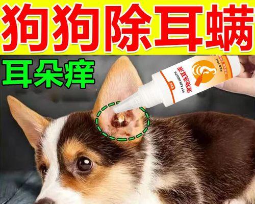 柯基耳螨问题解决方法|实用护理全攻略 柯基耳螨问题解决方法|实用护理全攻略