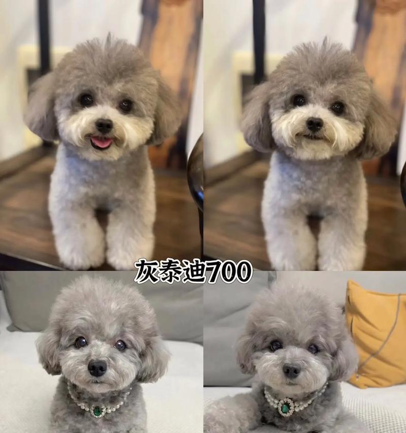 泰迪狗断奶时间影响健康｜科学选择全攻略