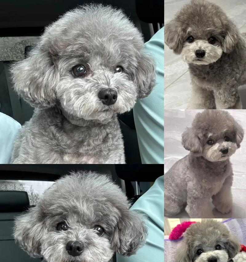 泰迪狗断奶时间影响健康｜科学选择全攻略