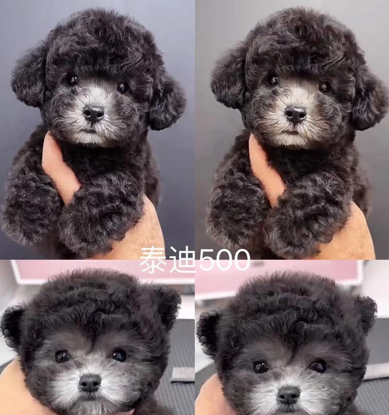 泰迪狗断奶时间影响健康｜科学选择全攻略