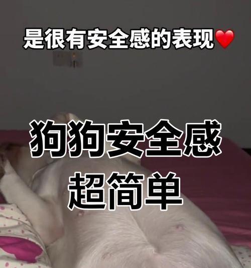 拉布拉多睡眠需求全攻略｜科学养护关键解析