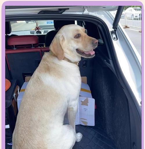 拉布拉多睡眠需求全攻略｜科学养护关键解析