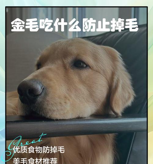 金毛幼犬饮食搭配指南｜科学喂养全攻略