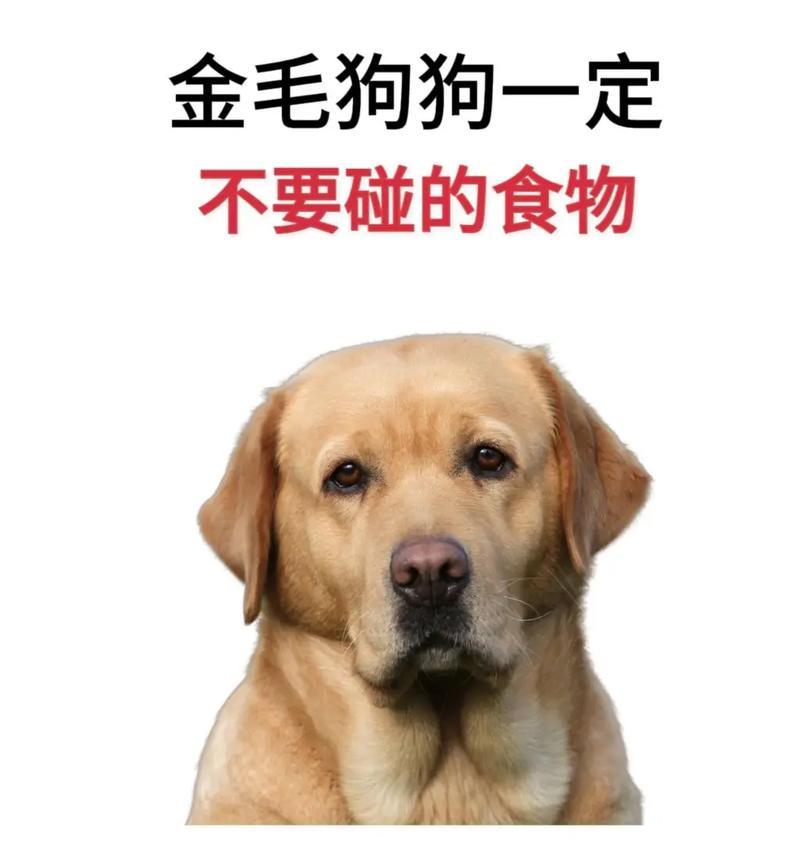 金毛幼犬饮食搭配指南｜科学喂养全攻略