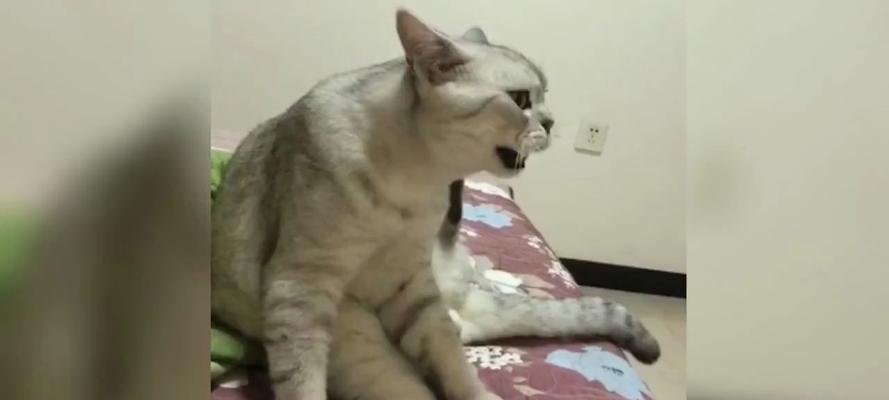 猫咪语言揭秘:它们如何与人类交流|沟通全攻略 猫咪语言揭秘:它们如何与人类交流|沟通全攻略